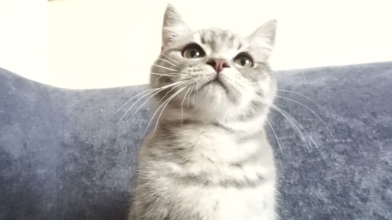 セルカークレックス子猫　2022.2.17産まれ　ブルータビー　男の子　シーダキャット猫のお店