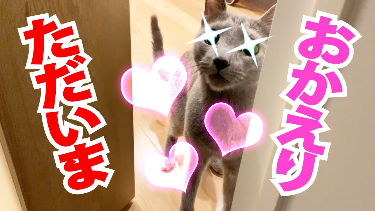 【ロシアンブルー】飼い主が帰宅した時の反応　猫　かわいい cat