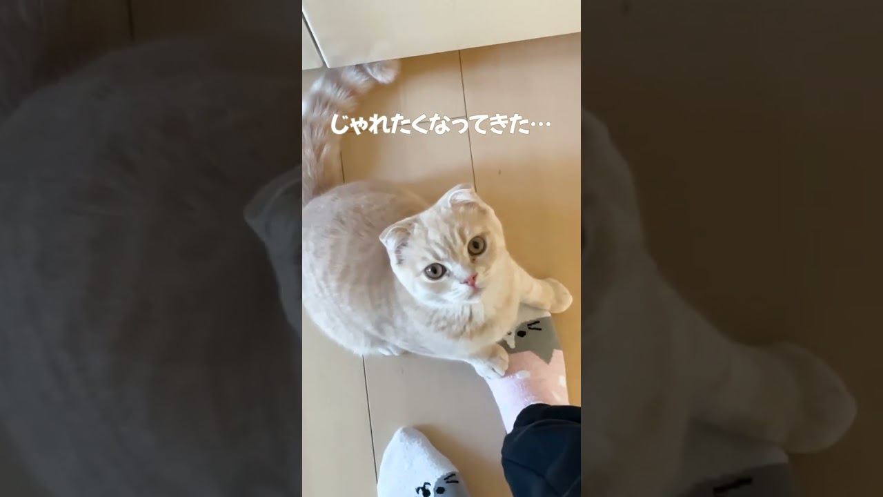 上から見たジャンプする子猫【スコティッシュフォールド】#shorts #かわいい #子猫