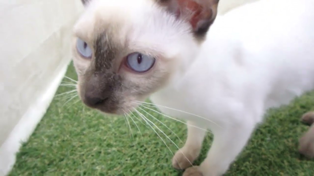 Coo&RIKU　No00573479 トンキニーズ