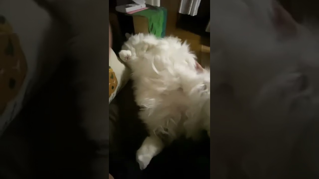 私の愛猫ラガマフィン🐱❤️