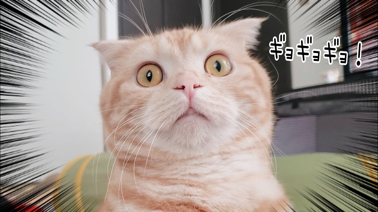 目力がすごすぎる猫【おっとりスコティッシュフォールドのチロルちゃん】