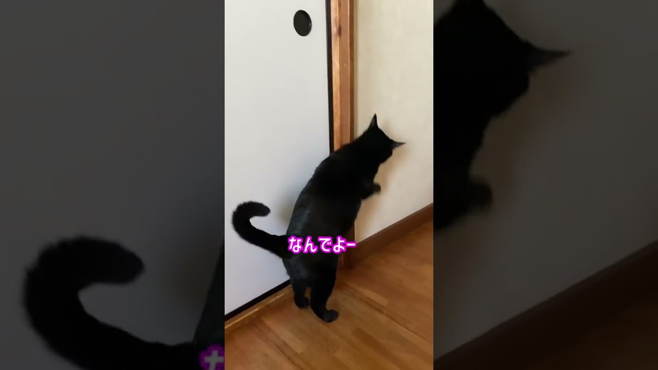 #Shorts　ふすまを開けてほしい黒猫　№347　日本猫ねこ協会　推し猫グランプリ