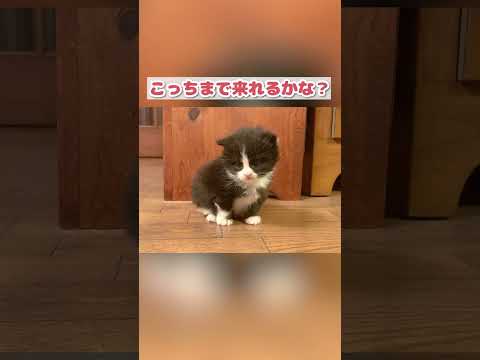 【子猫動画】こっちまで来れるかな？チャレンジ #shorts