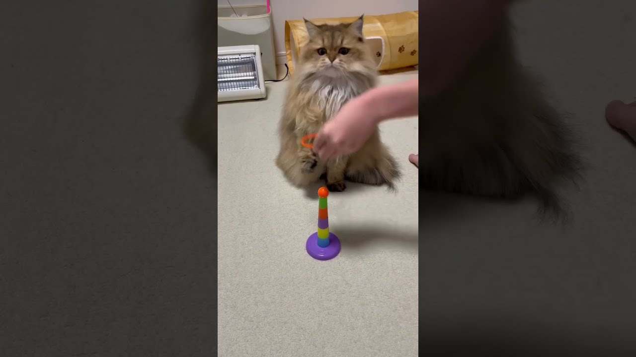 【Dum Tek Tek Dum Tek...】かわいいペルシャ猫【輪投げで遊んだよ♪】