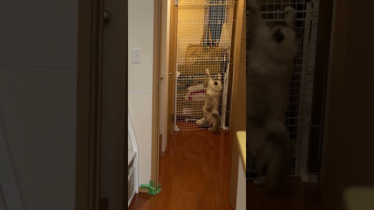 降り方が登山家な猫【バーマン】