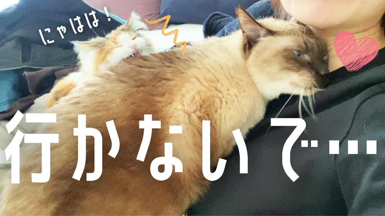 1時間外出しただけで顔にすりすりして甘えまくる元野良の保護猫ｗｗｗ【シャム猫/シャムミックス】
