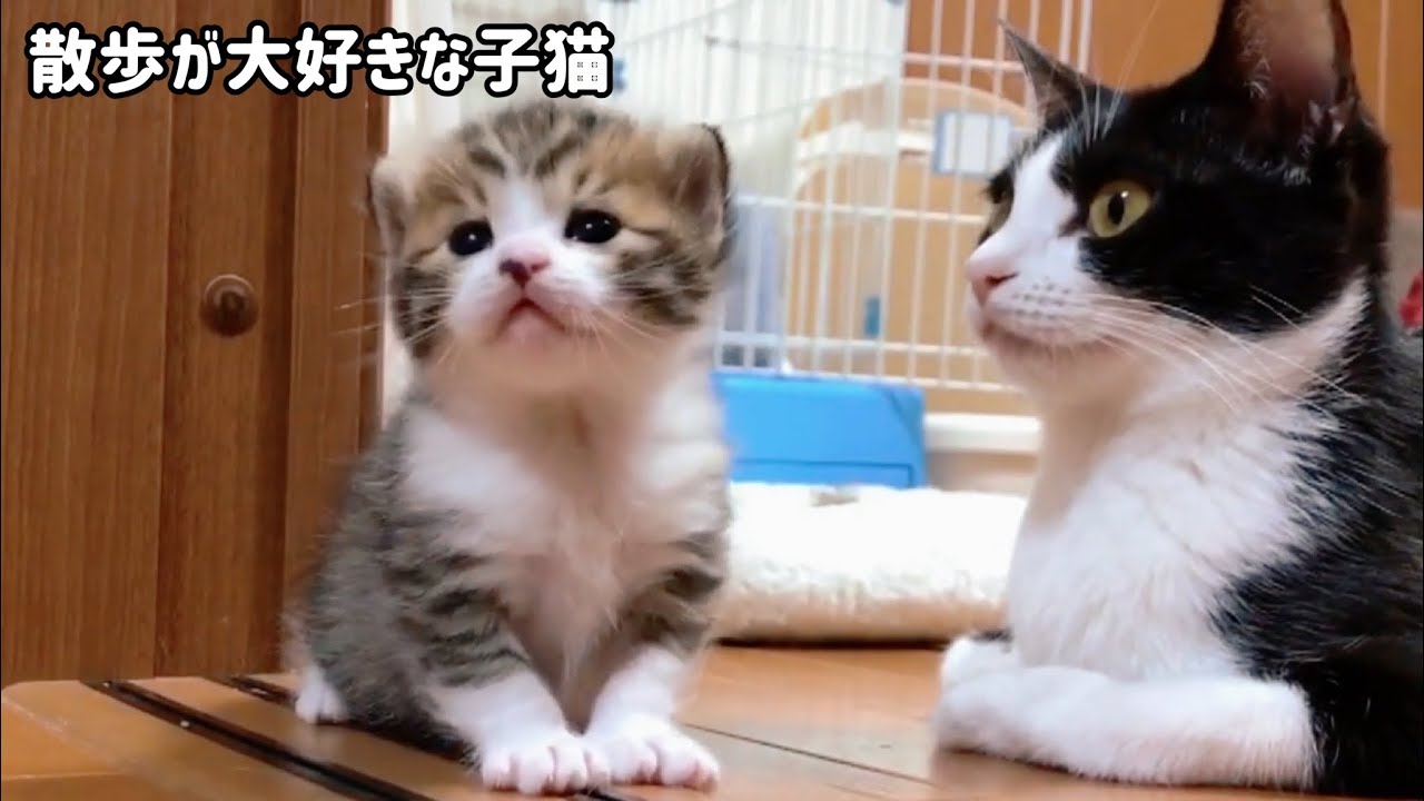 小さい頃から散歩好きだった子猫