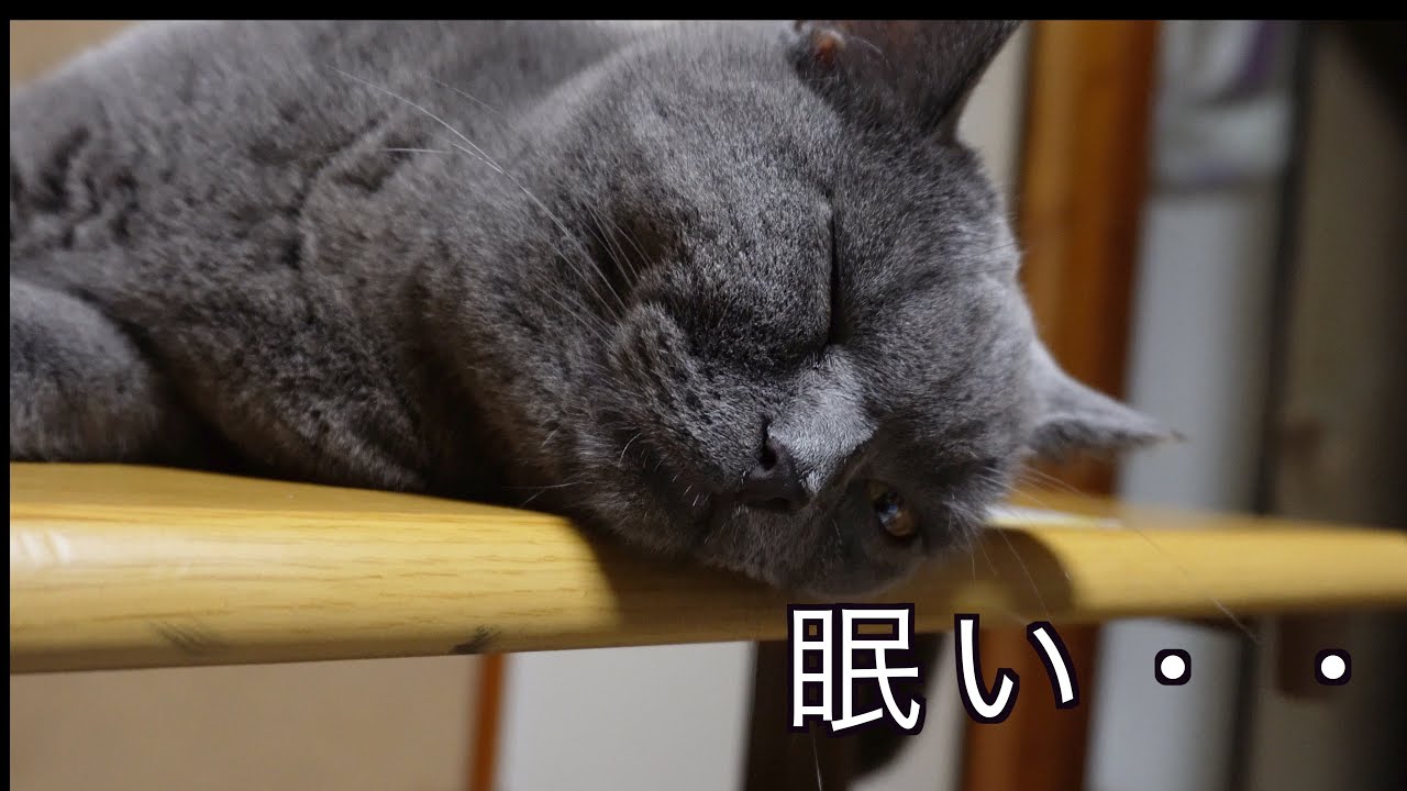 眠くて仕方がない猫【ブリティッシュショートヘアー】