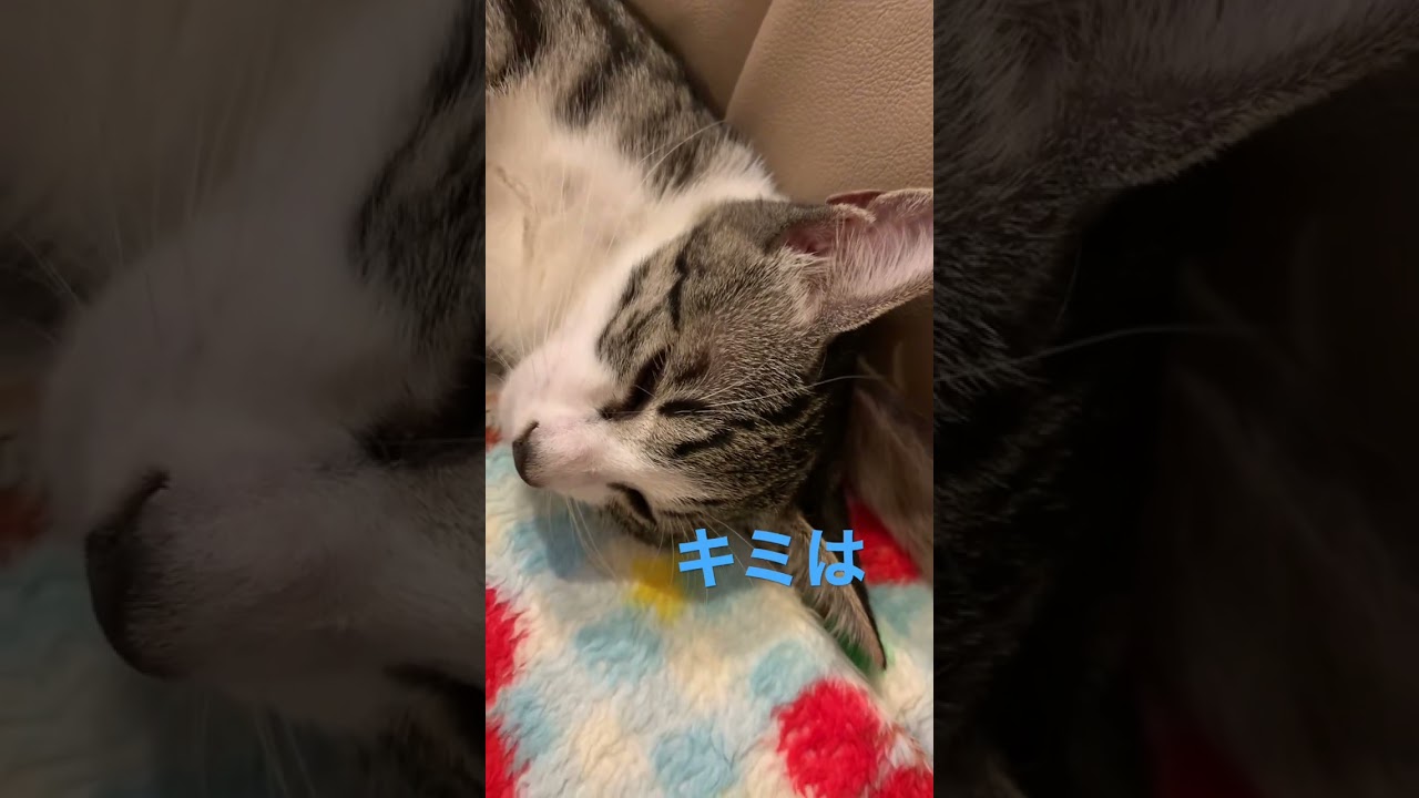 仲良しネコ〜#トンキニーズ#キジシロ