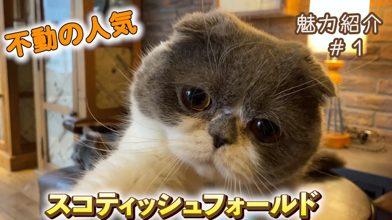 人気No.1猫種『スコティッシュフォールド』×『猫カフェモカ』魅力紹介
