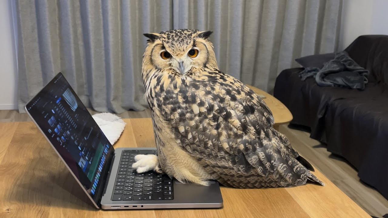 #266 飼い主の優秀なアシスタント MY EXCELLENT ASSISTANT 【ベンガルワシミミズク】