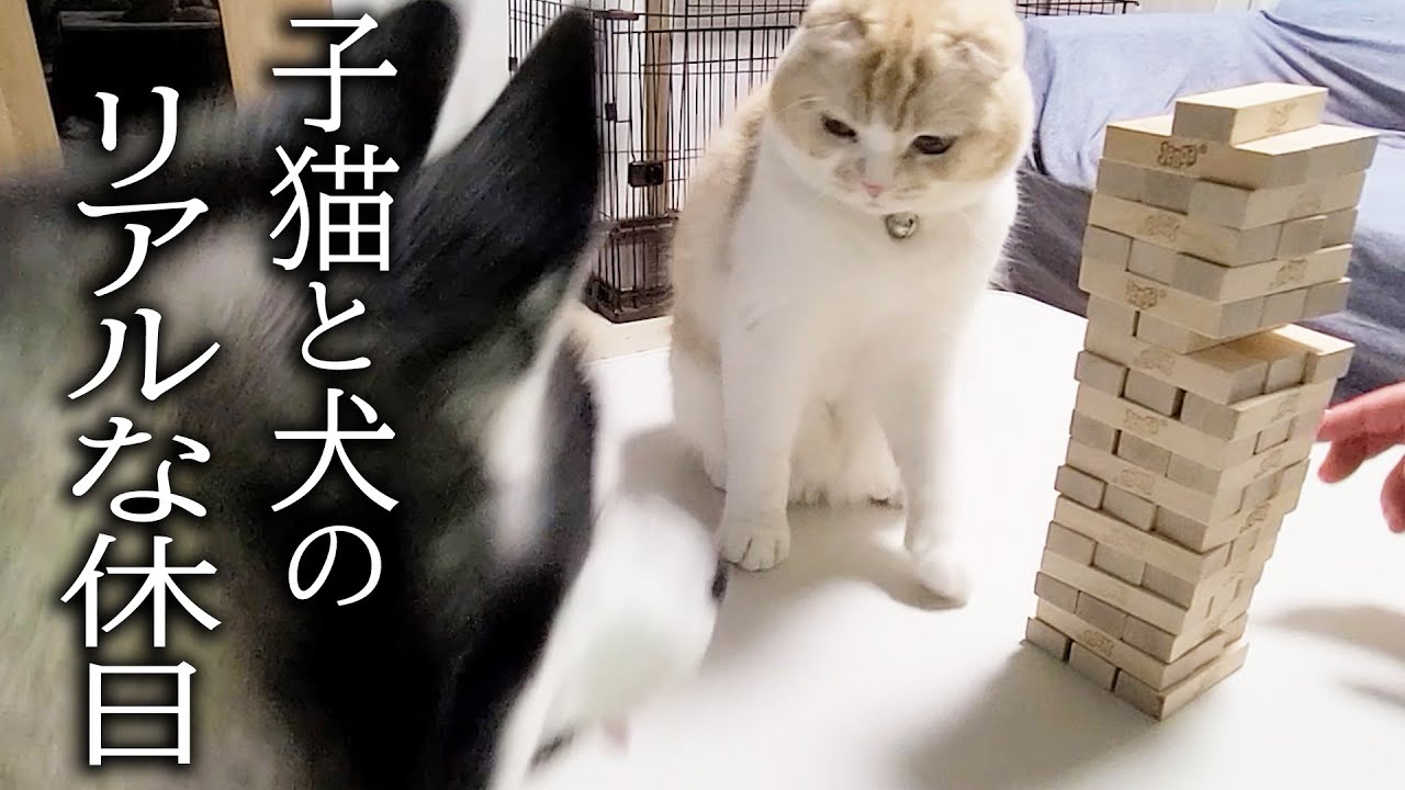 気づいたら子猫と犬としか話してなかったぼっちの休日...