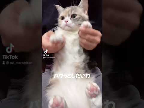 パクっとしたいわ【短足マンチカンすい】#shorts