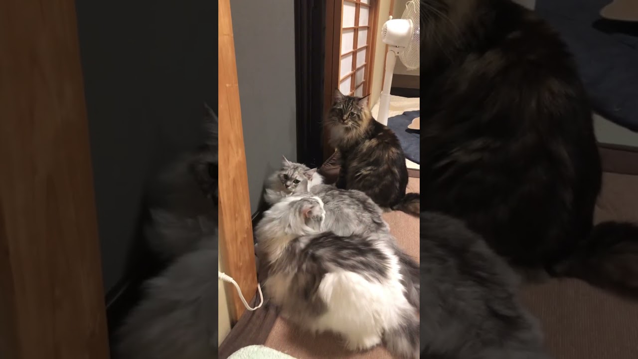 コウロギの鳴き声鑑賞中♪なラガマフィン猫三兄弟です