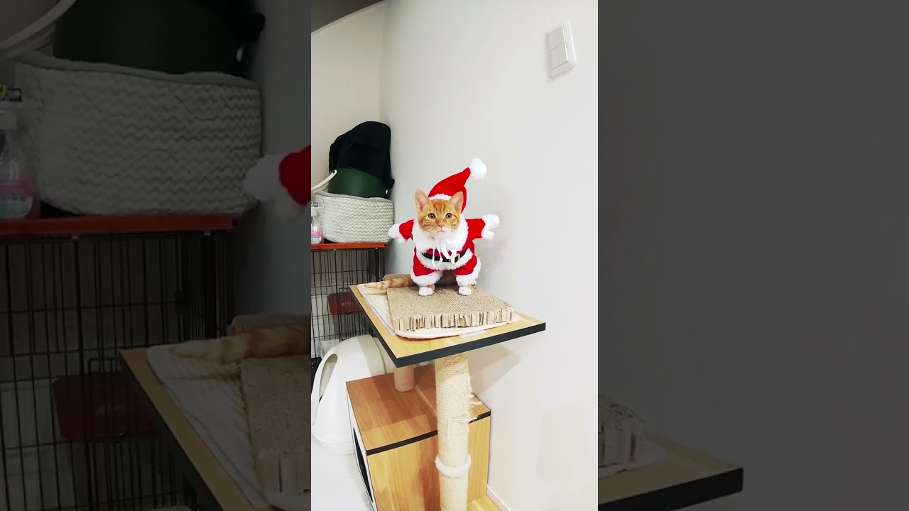 サンタの子猫 #shorts