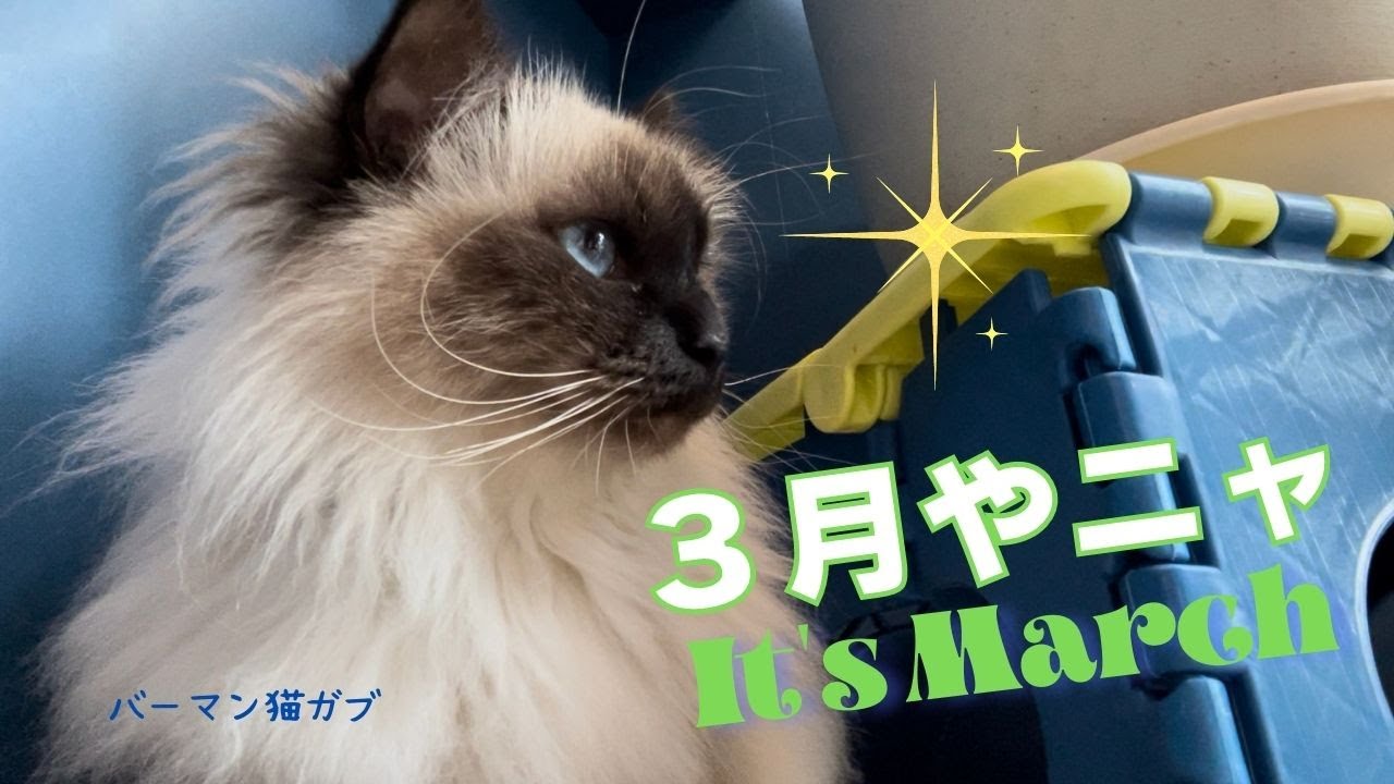 楽しいことが盛りだくさん【３月やニャ】It’s March（バーマン猫）Birman/Cat