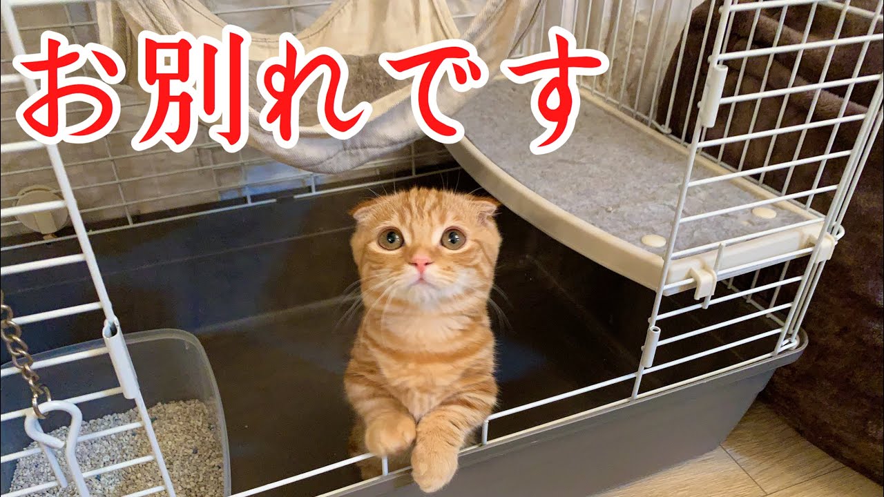 別れを悲しむ子猫、今までありがとう【短足マンチカン ひな子】