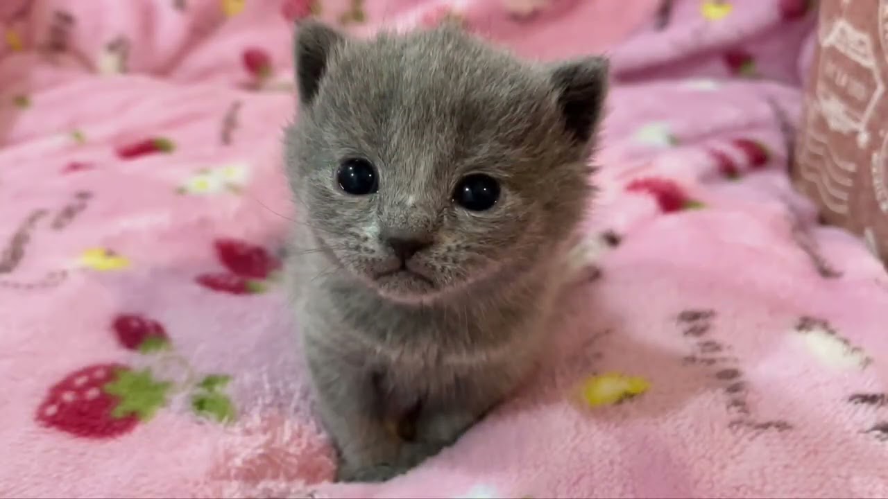 【ナナハチ’s ROOM】シャルトリュー の女の子① 20220212