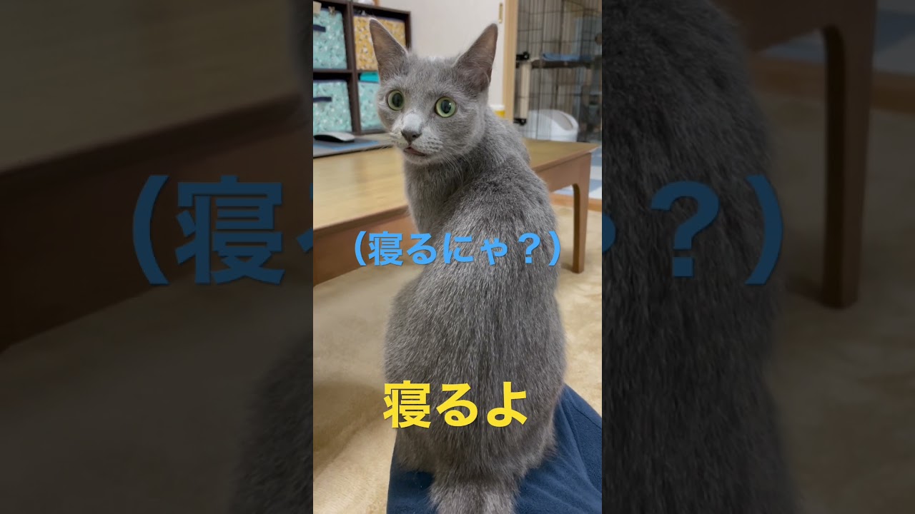 テレビが大好きな猫（ロシアンブルー）#shorts