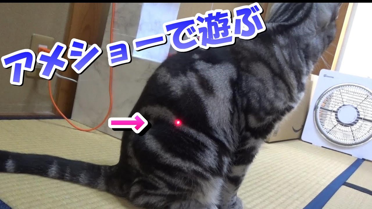 アメショーでの遊び方と重量級の遊び（アメリカンショートヘア）