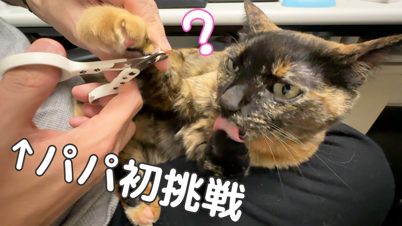 パパが初めて１人で猫の爪切りをしてみました！