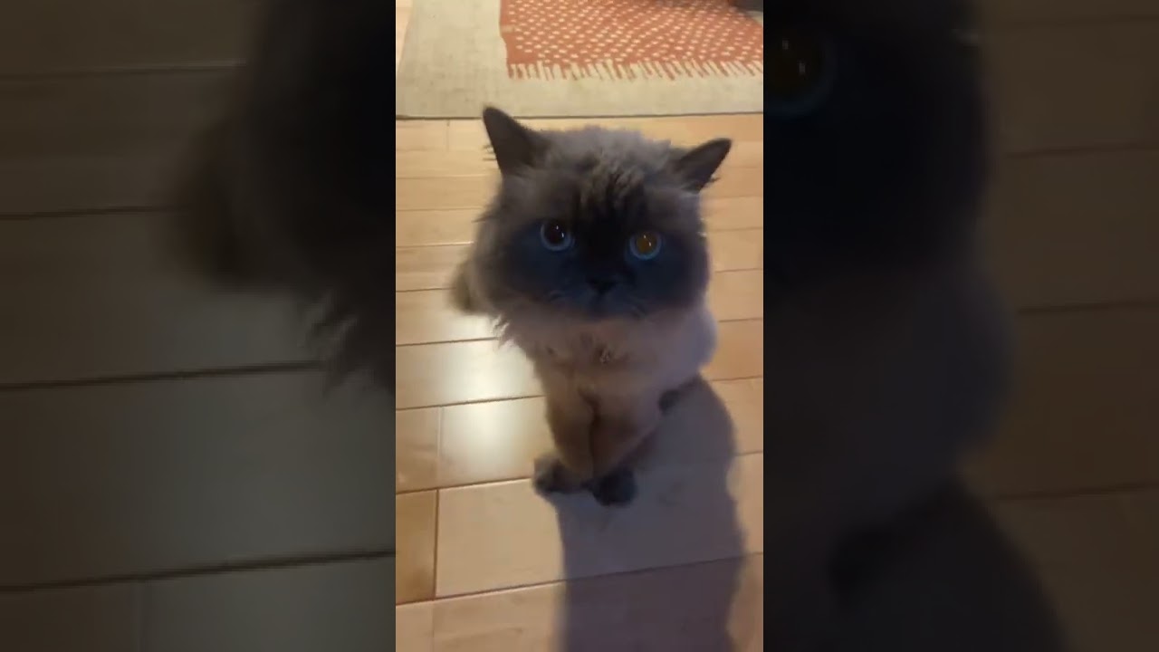 実家のヒマラヤン♡ルルくん♂初登場✨