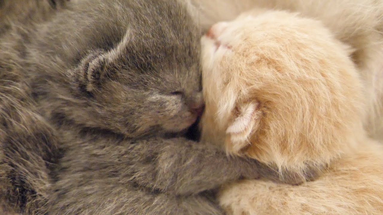 赤ちゃん子猫が 言葉にできないくらいかわいすぎる…  スコティッシュフォールドつむの子猫の成長記録 cutest cats i've ever seen