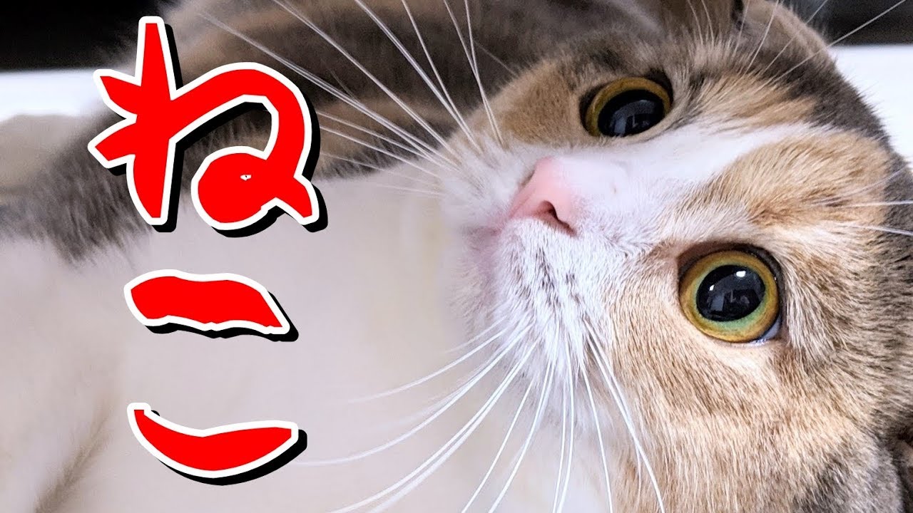 かわいい猫たちと遊ぶ。スコティッシュフォールド×ブリティッシュショートヘア