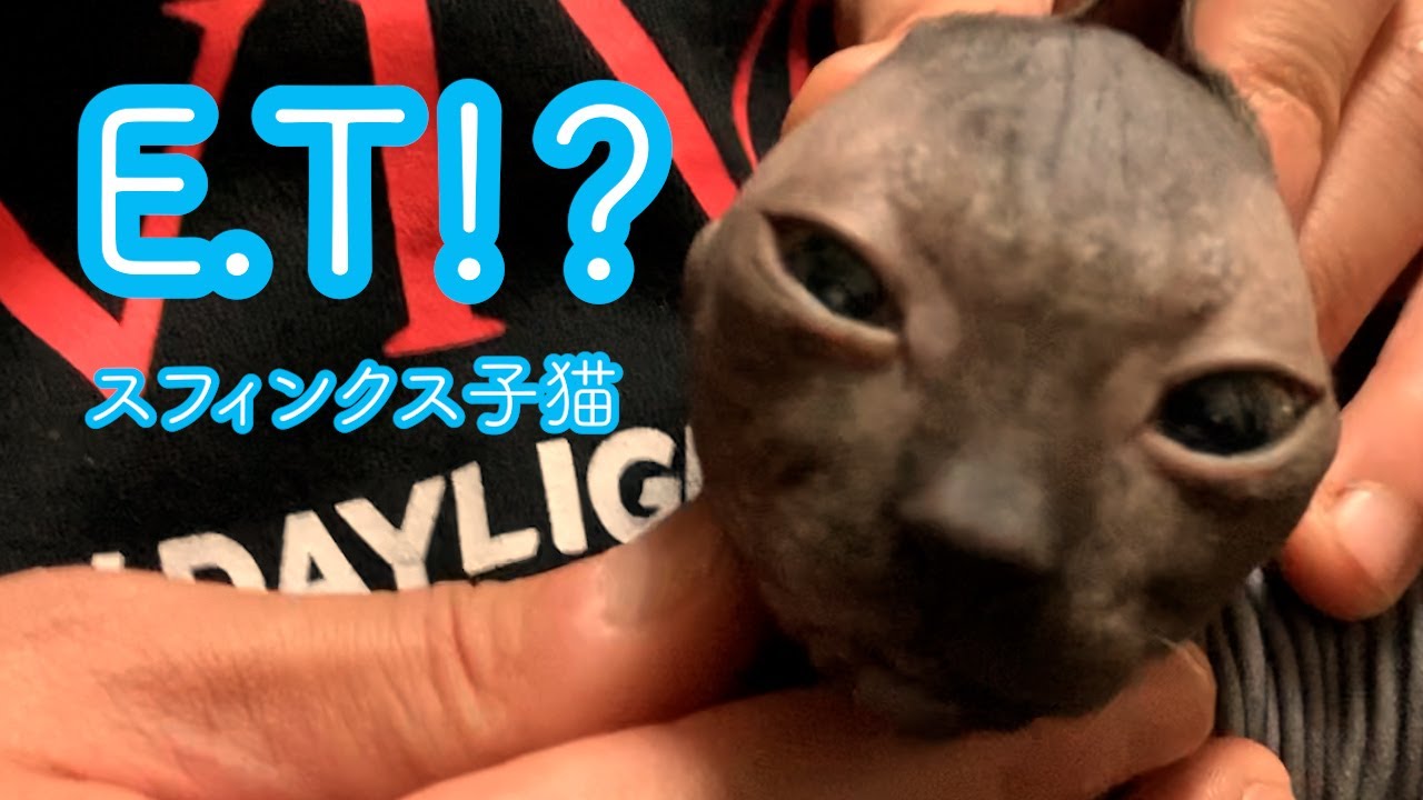 スフィンクス猫　恍惚なアルくん