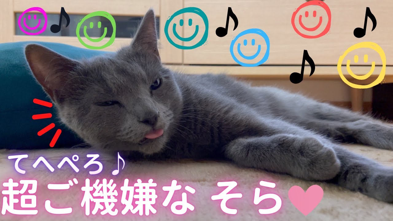 幸せすぎて「最高にゃ♪」な猫（ロシアンブルー）