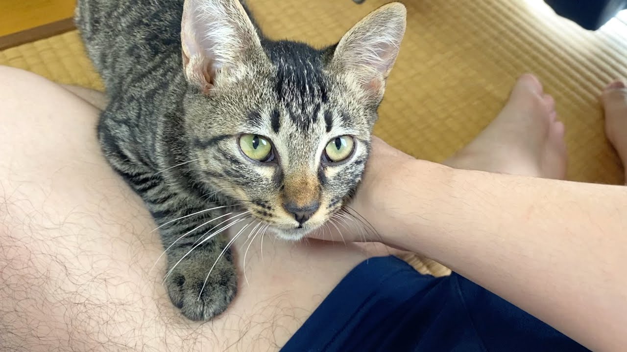 31歳のキモ男と迷子の子猫の保護日記　まとめ
