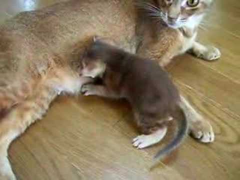 オシキャットの子猫 ver.7