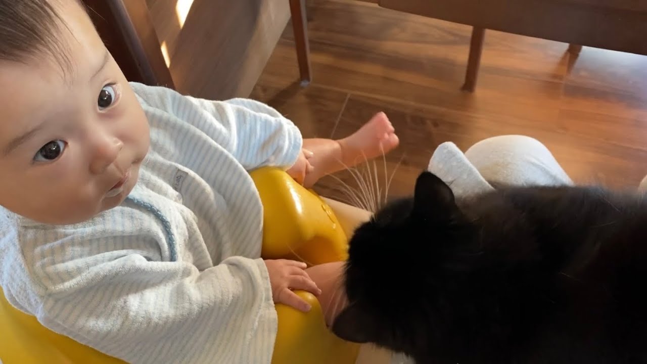 触ってくるようになった赤ちゃんに抵抗しない猫 ノルウェージャン ラガマフィンcat that doesn't resist a baby that comes to touch it.