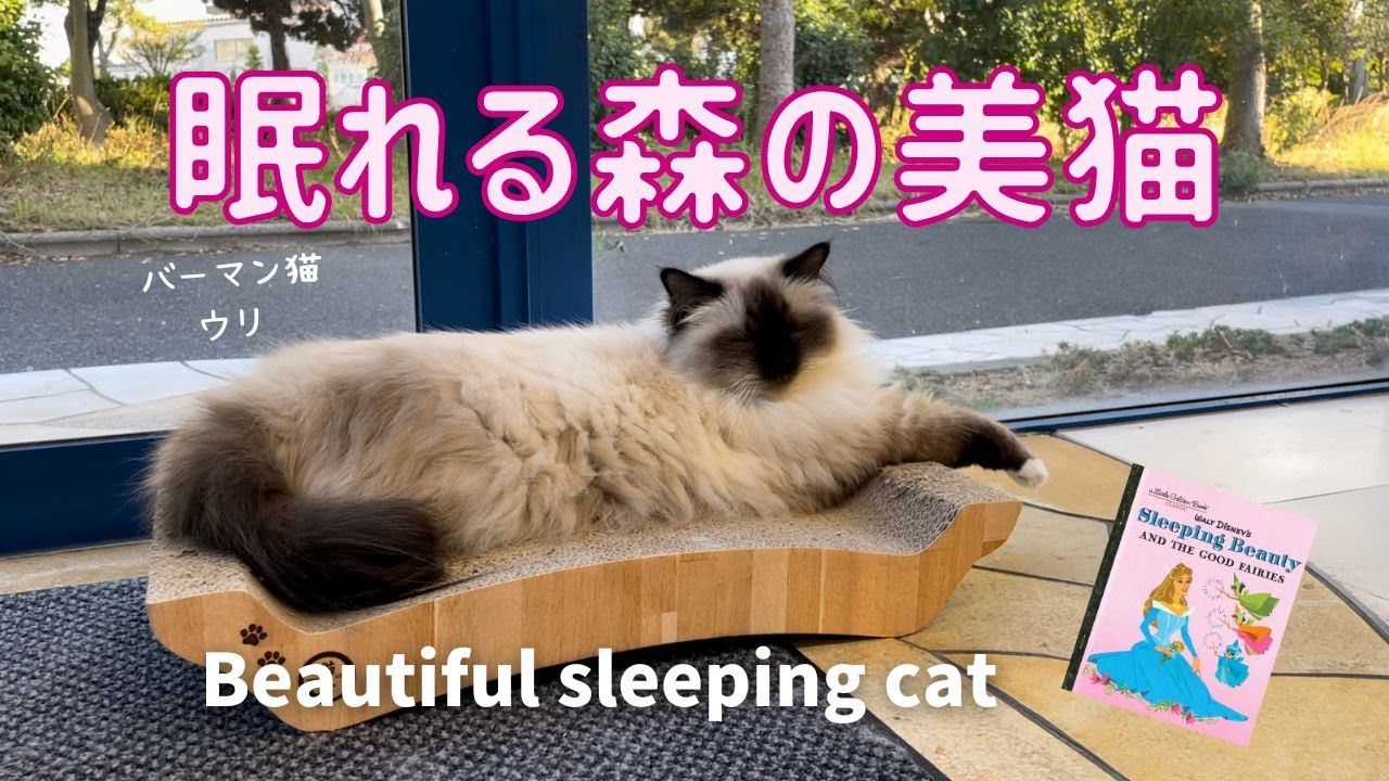 バーマン猫ウリお昼寝中【眠れる森の美猫】Beautiful sleeping cat（バーマン猫）Birman/Cat