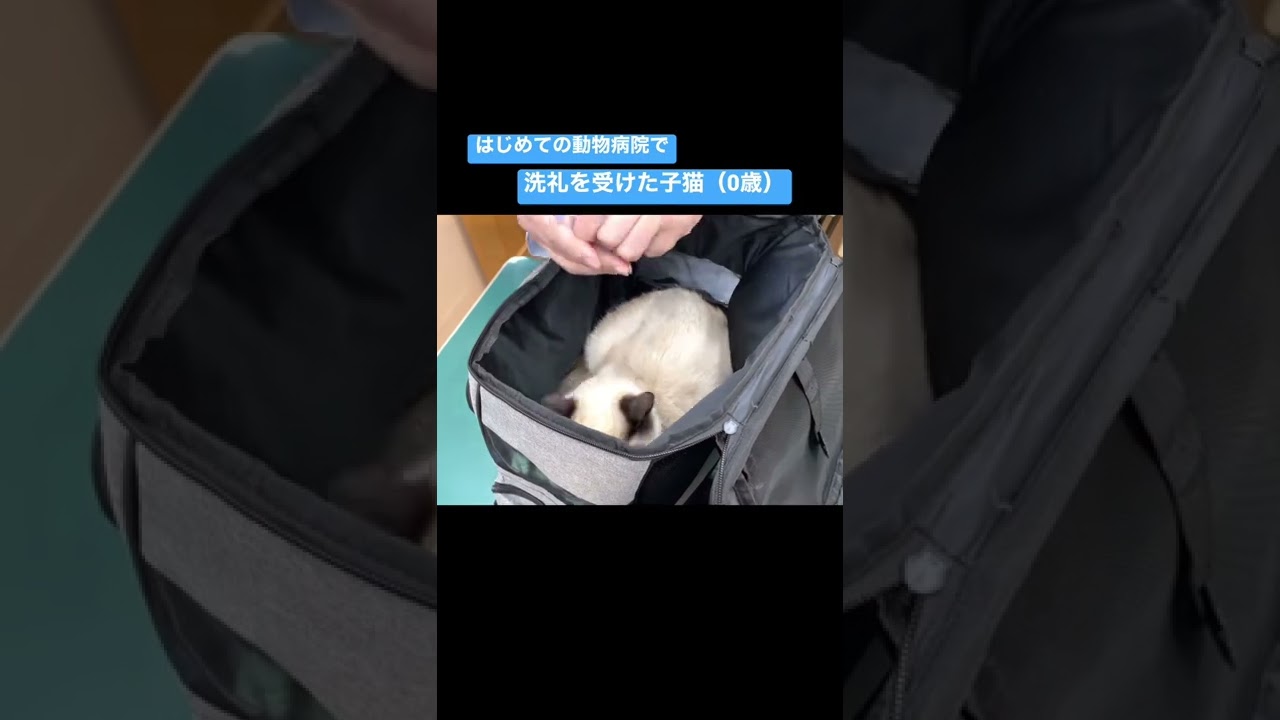 はじめての病院で洗礼を受けたラグドール子猫