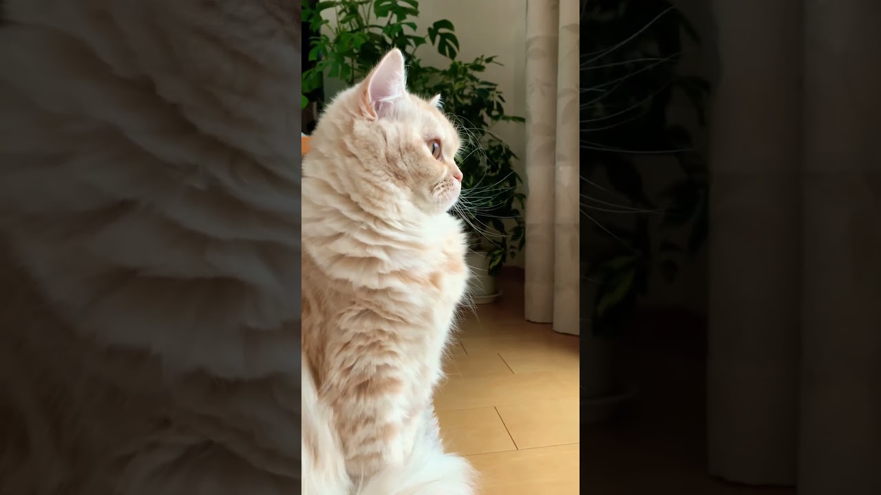 何か発見したねこ　#スコティッシュフォールド #猫 #猫動画 #癒し #癒し動画 #cat #shorts