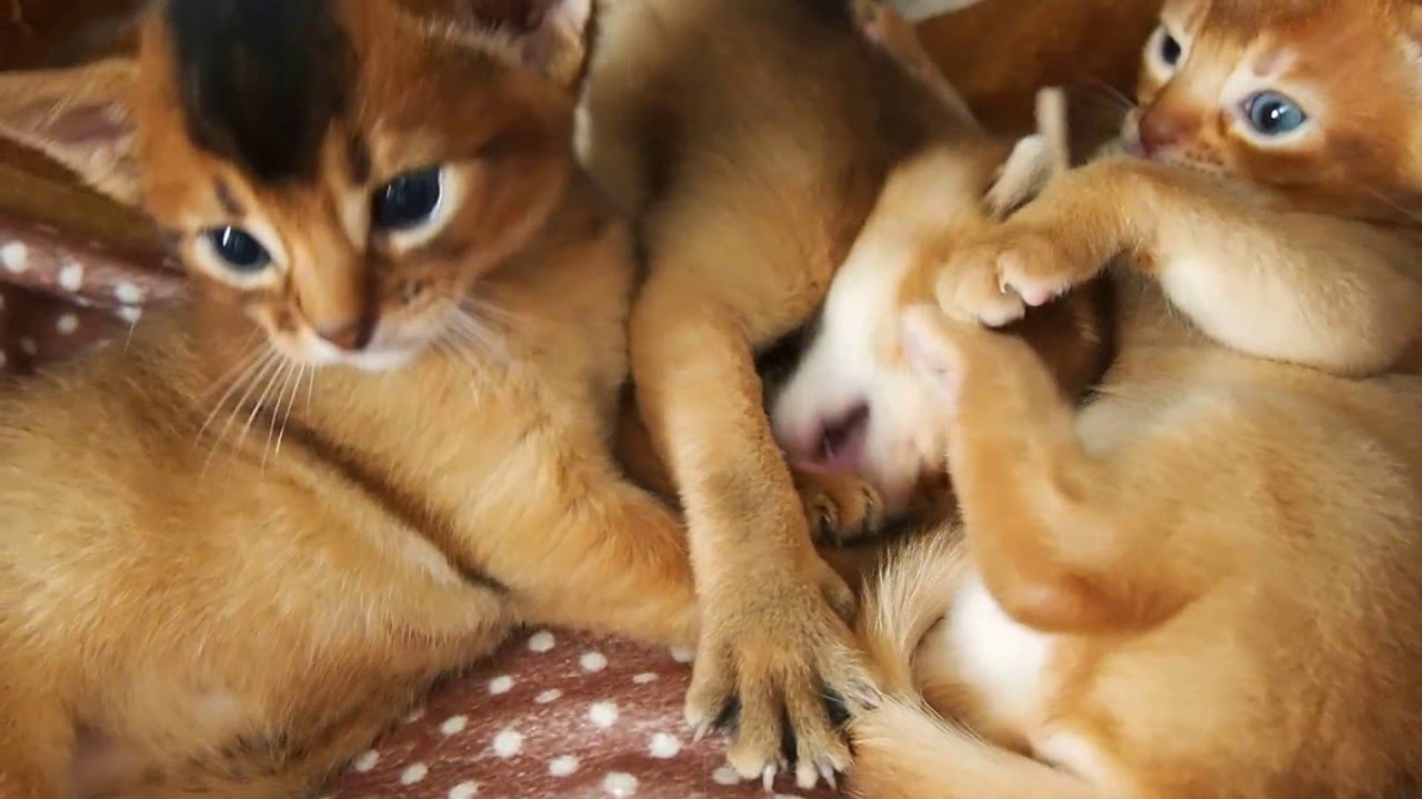 アビシニアンの子猫、生後1ヶ月になりました。