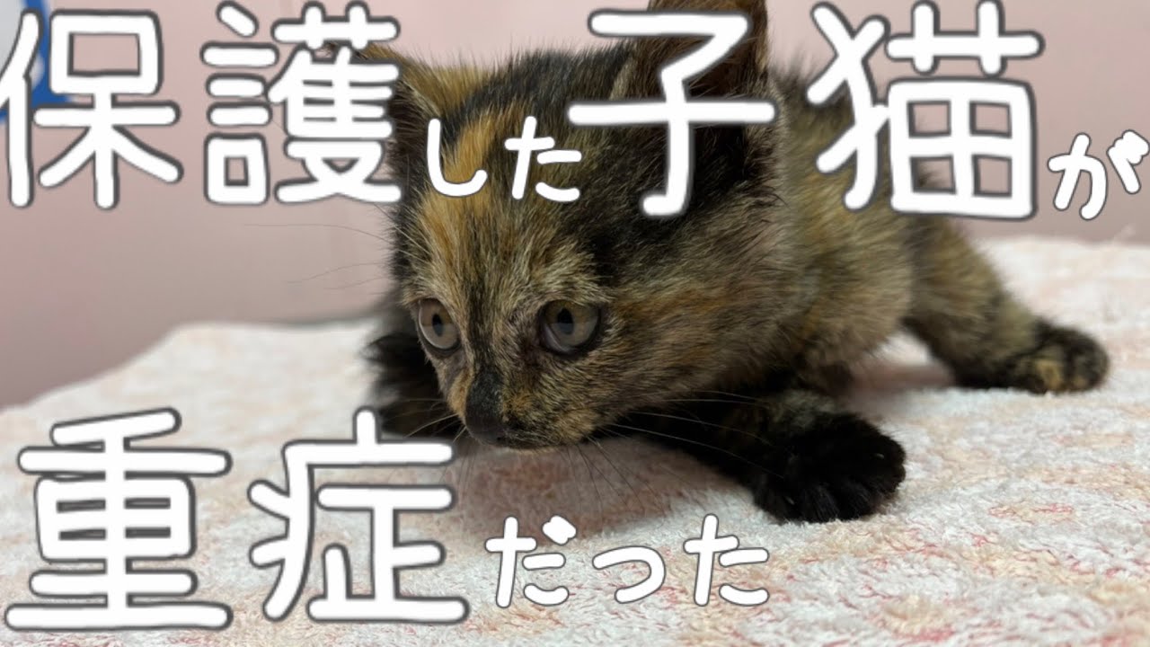 道端で流血しながら必死に助けを求める子猫を保護した【緊急保護】