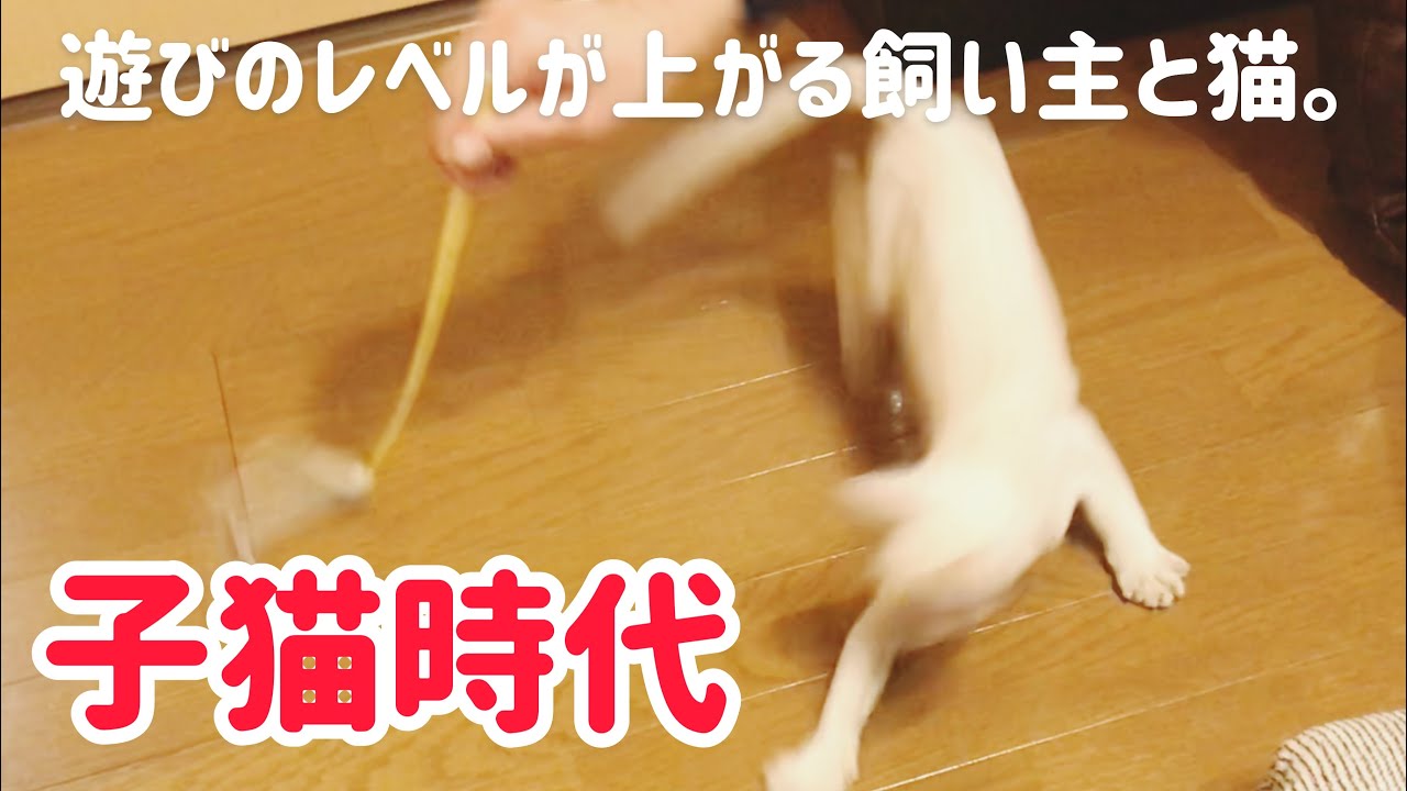 【子猫時代】遊びのレベルが上がる猫と飼い主。【トンキニーズ】The kitten times