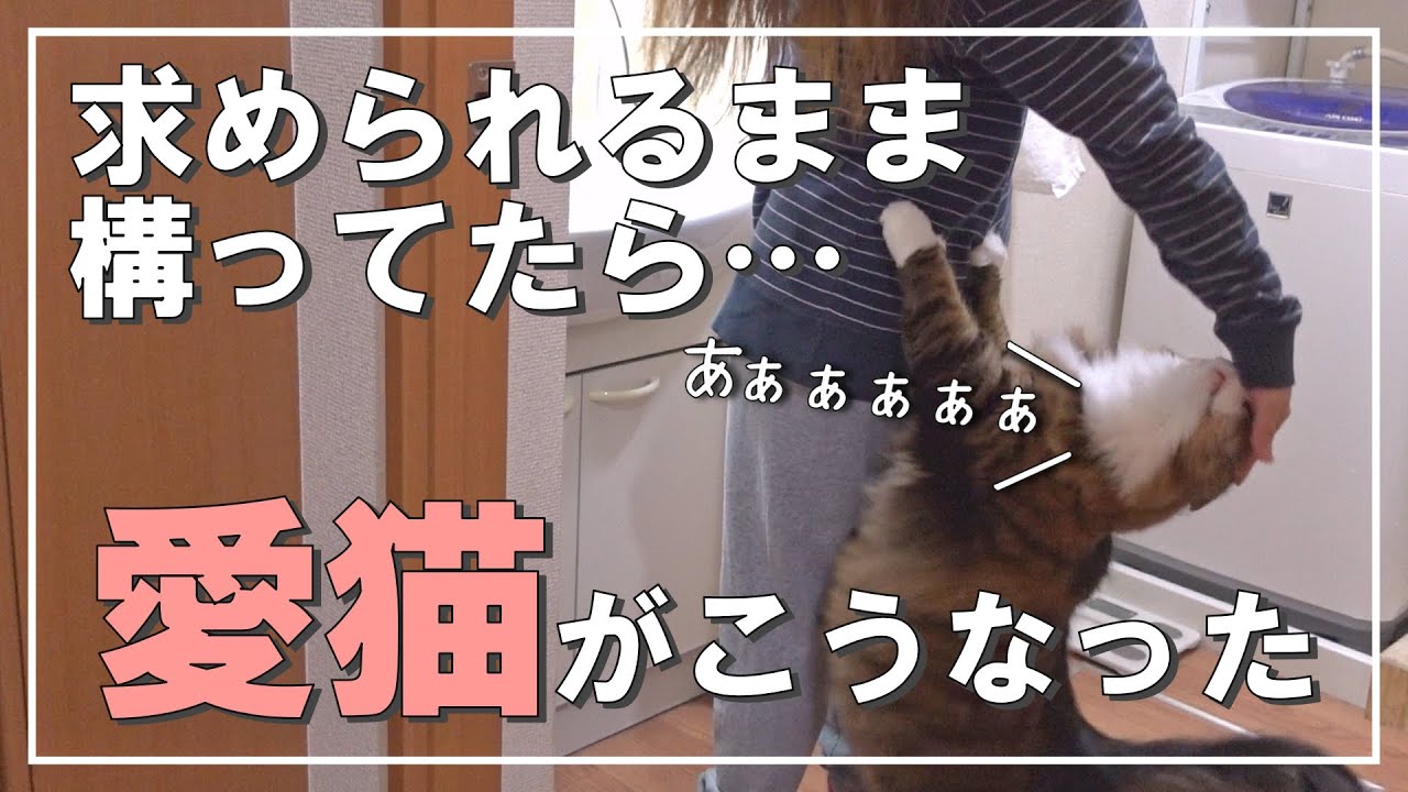 求められるたびに構ってたらこうなりました【ノルウェージャンフォレストキャット】