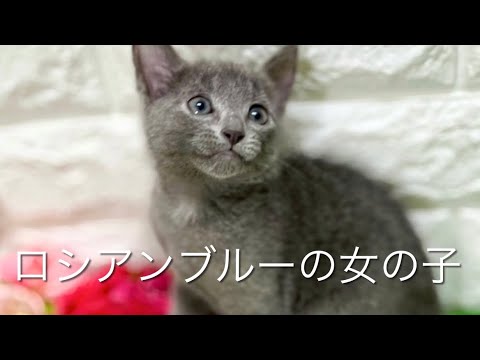 ロシアンブルーの子猫　（平野瓜破）