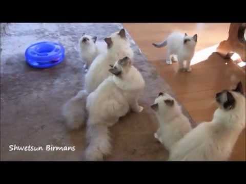 バーマンの子猫たち１１月１４日