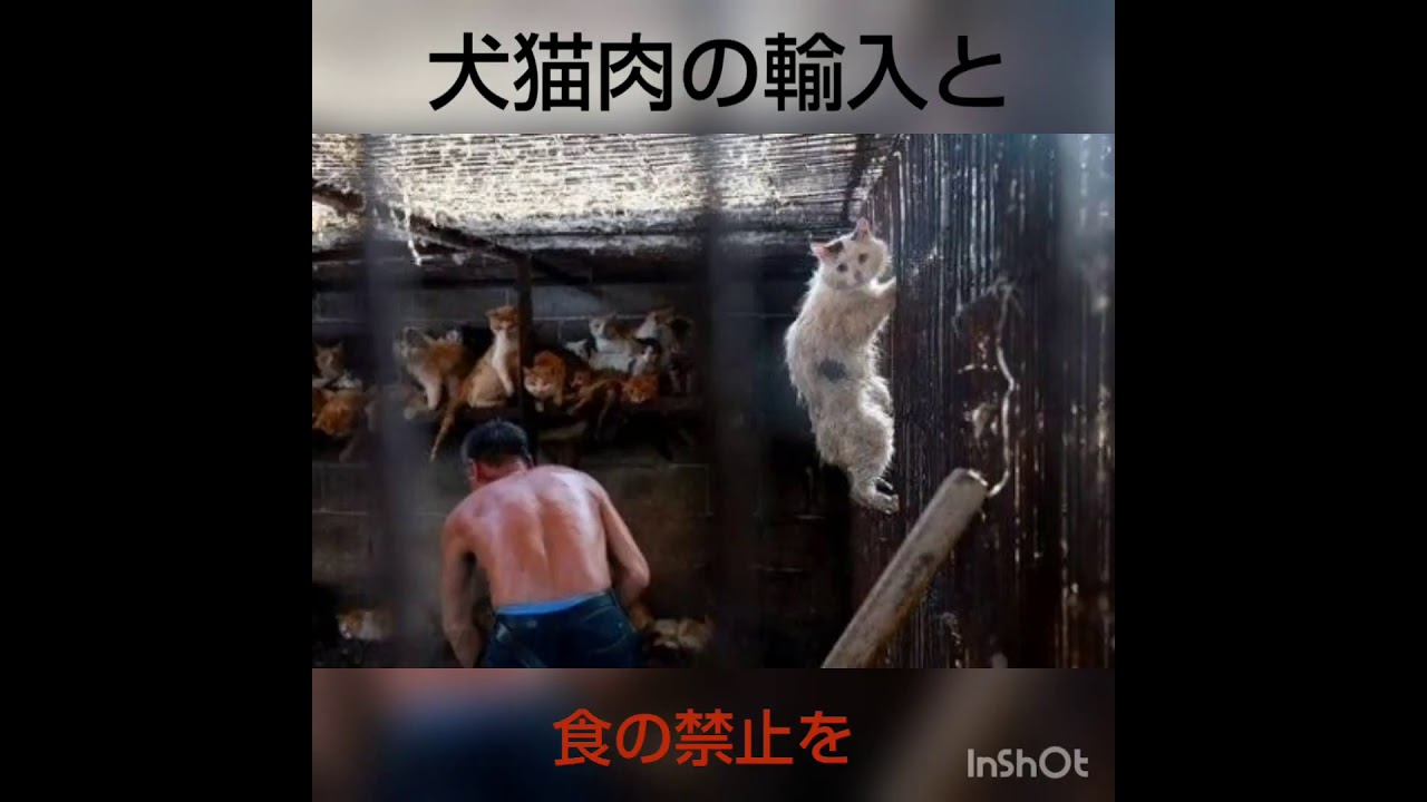 日本は犬猫肉を輸入しています