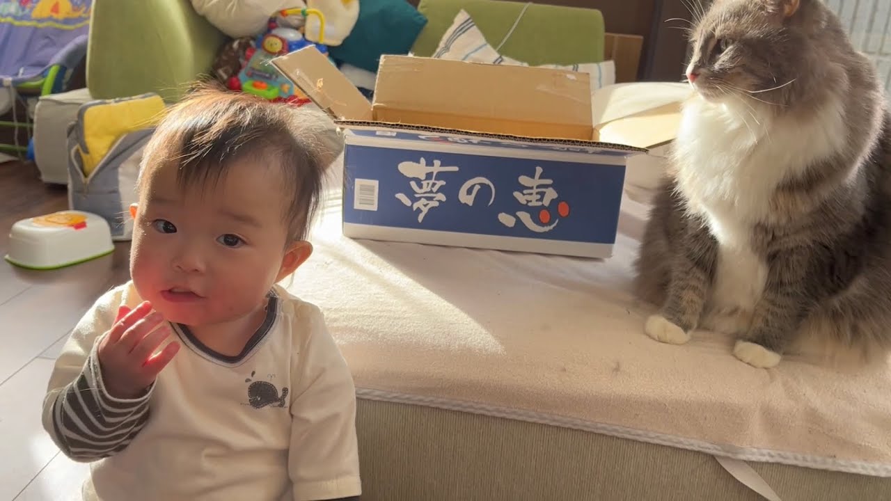 赤ちゃんから連続で名前を呼ばれる猫　ノルウェージャンフォレストキャット　A cat cat whose name is called continuously from a baby