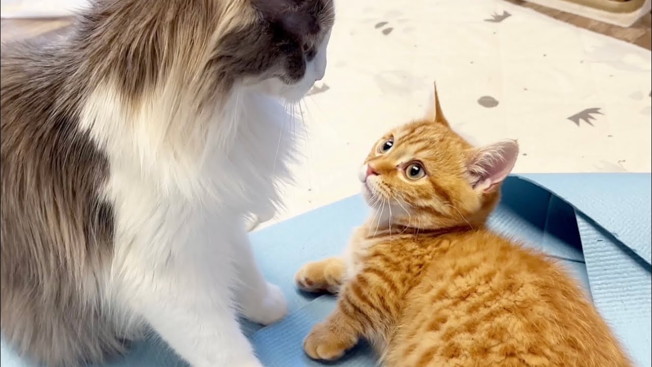 子猫のぽちゃくんが寂しそうにしてると駆けつけてくれる先住猫のちーねーちゃん💓