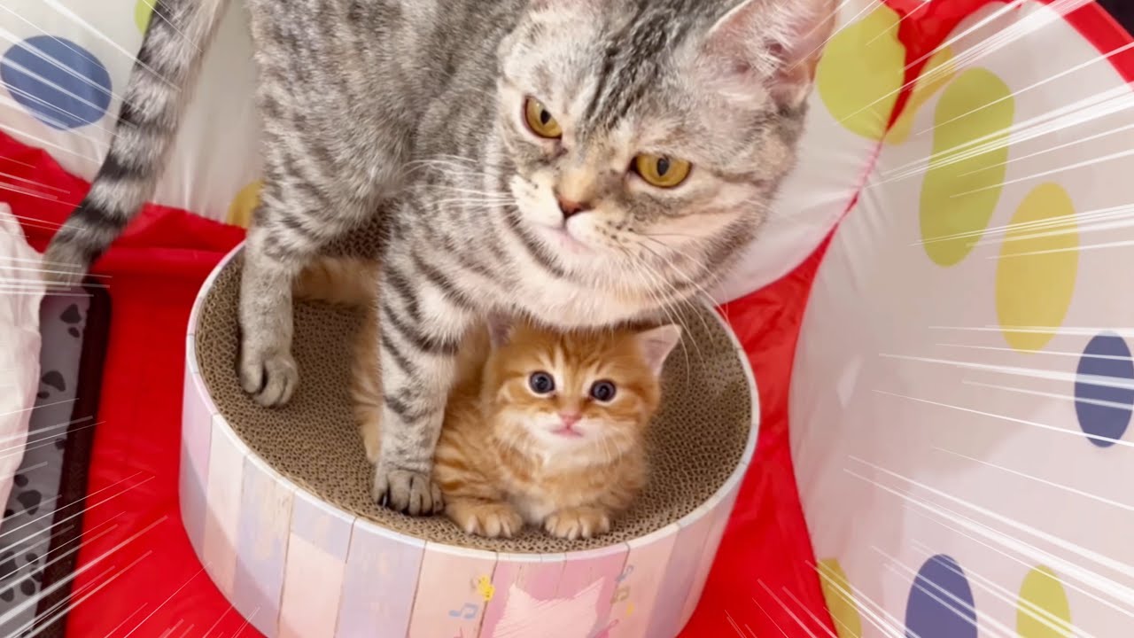 ママ猫に怒られるマンチカンの子猫がかわいい💓 Baby Munchkin Kitten💓