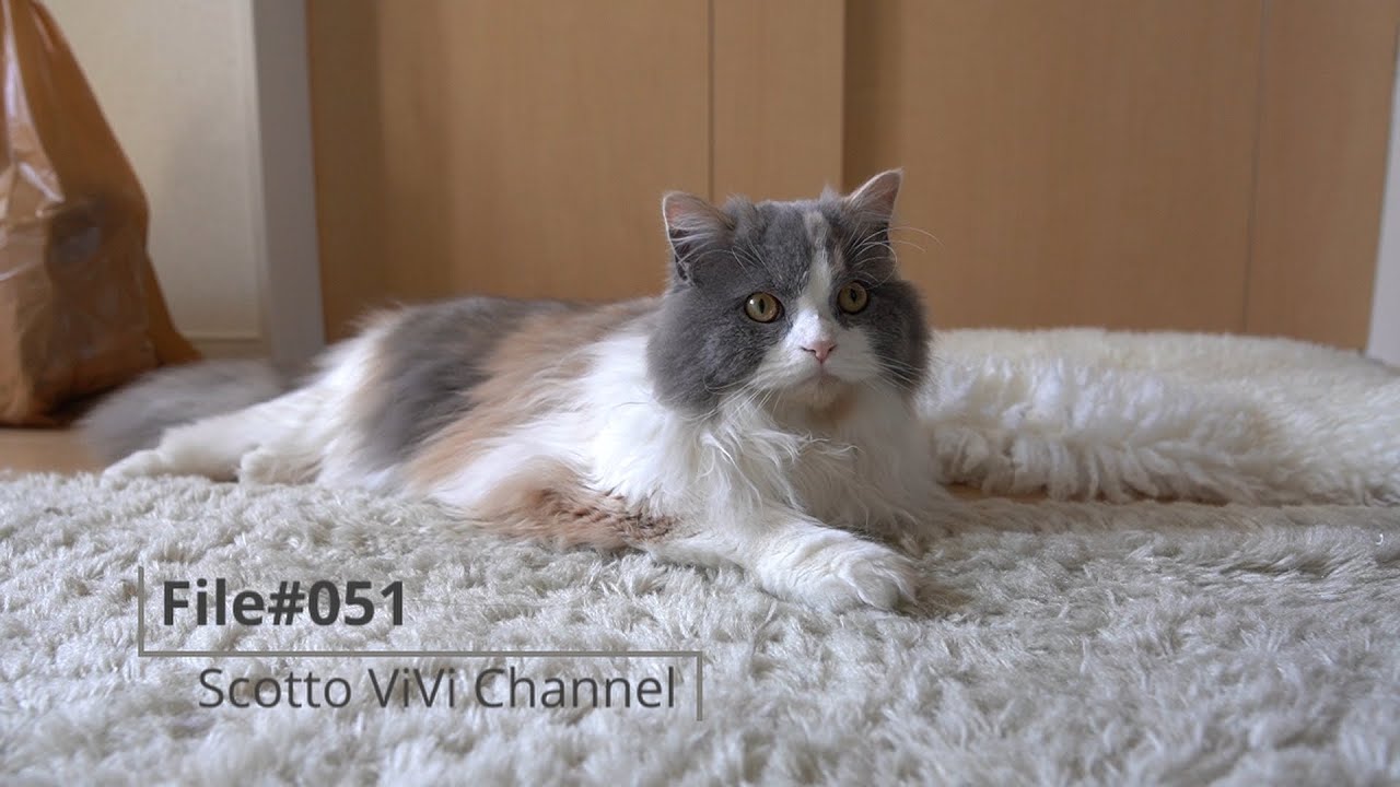 File#051〜長毛スコティッシュフォールド日常の様子〜