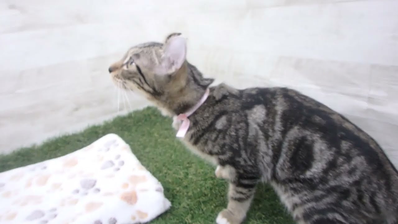 00601562 アメリカンカール