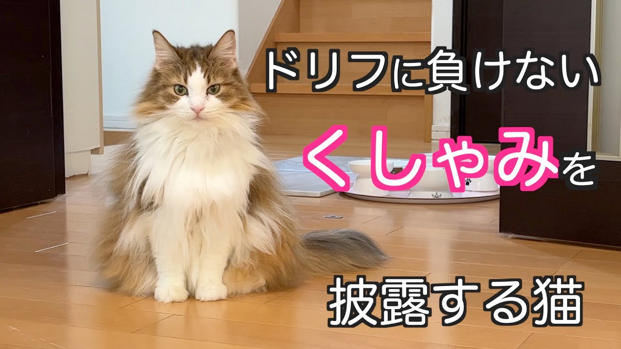 【ノルウェージャンの素晴らしすぎるくしゃみ】ノルウェージャンフォレストキャット